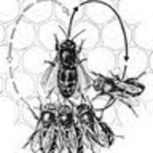 Meet your Posher, Bee - Picture 1 of 1